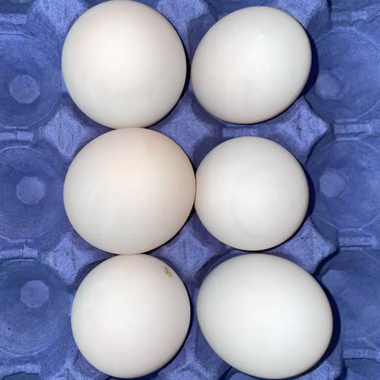 duck eggs.webp